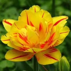 Tulipe double htive 'Monsella'